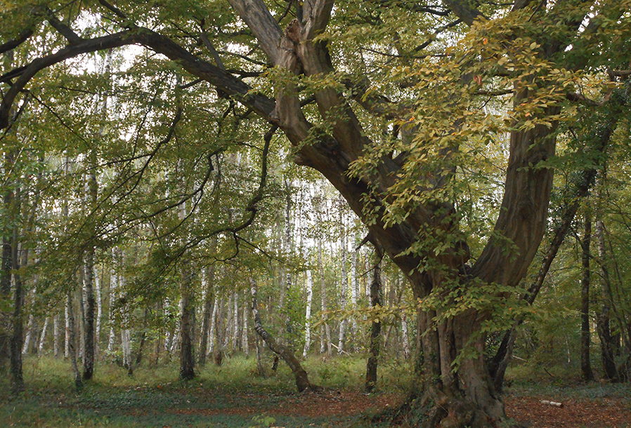 Bois du Piple, à Boissy-Saint-Léger